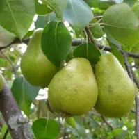 نهال گلابی سردوردی