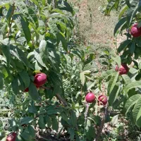 فروش باغ در روستا اقدرق به علت نیاز مالی|فروش زمین و ملک کلنگی|مشگین شهر, |دیوار