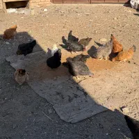 مرغ محلی تخم گذار