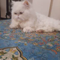 گربه پرشین|گربه|اشتهارد, |دیوار