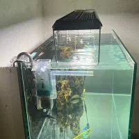 اکواریوم ریملس ۱۰ میل|ماهی|قرچک, باقرآباد|دیوار