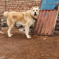 واگذاری سگ سرابی 2 ساله نر اصل