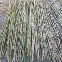 چیت|روفرشی|سیوان, |دیوار