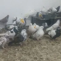 کبوترساعت بالا 80 عدد خریدارواقعی بزنگد