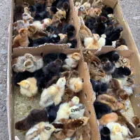 جوجه گردن لخت کاکلی یک روزه