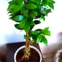 گلهای آپارتمانی بنسای، تراریوم، سانسوریا|گل و گیاه طبیعی|شیراز, هفت تنان|دیوار