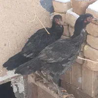 مرغ لاری طوسی