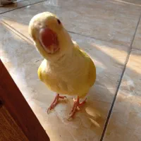 راهب زرد ۵ماهه