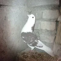 کبوتر تیز پر دو کت