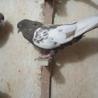 کبوتر|پرنده|شیراز, شیشه‌گری|دیوار