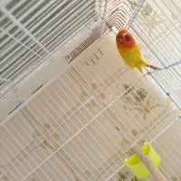 کوتوله برزیلی فیشر طلایی|پرنده|نیریز, |دیوار