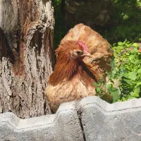 جوجه کوشین از بهترین نژاد|حیوانات مزرعه|تربت جام, فاز ۱ فرهنگیان|دیوار