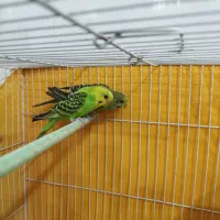 مرغ عشق سبز|پرنده|لنجان, |دیوار