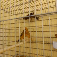 قناری سرخ سوخته  و شتری|پرنده|صدرا-فارس, فاز ۱|دیوار