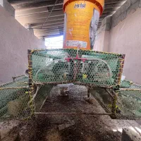 قفس منبری مناسب بلدرچین و جوجه