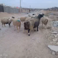 میش بره دار و آبستن گلون گرم|حیوانات مزرعه|شیراز, شهرک والفجر|دیوار