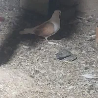 کبوتر|پرنده|بافت, |دیوار