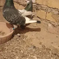 کبوتر یا کفتر آلمانی|پرنده|سلیمان, |دیوار