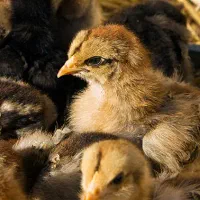 فروش عمده جوجه بومی دورگه مستقیم از کارخانه|حیوانات مزرعه|تهران, میدان میوه و ترهبار مرکزی|دیوار