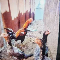 جوجه لاری اصل|حیوانات مزرعه|شیراز, کرونی(خاتونک)|دیوار