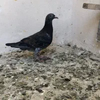 گندم کفتر|لوازم جانبی حیوانات|مشهد, امیریه|دیوار