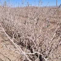 آب و زمین پسته