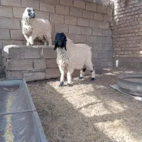 دوتا بره نر و ماده پاکستانی|حیوانات مزرعه|زابل, |دیوار