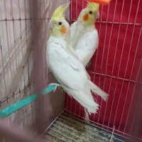 یک جفت جوجه عروس هلندی لوتینو