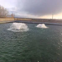 بچه ماهی قزل الا از 50تا 100گرم