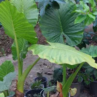 گل بابا آدم|گل و گیاه طبیعی|خمام, |دیوار