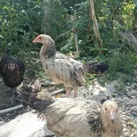 جوجه مرغ محلی