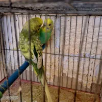 جفت مرغ عشق اسپانگل و رنگین کمانی|پرنده|شیراز, آزادی|دیوار