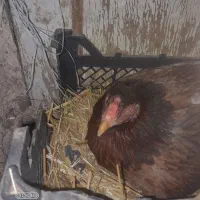 مرغ کرچ|حیوانات مزرعه|قزوین, |دیوار