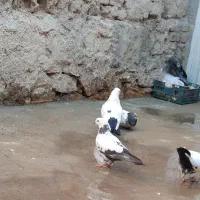 کبوتر مناسب نسل کشی