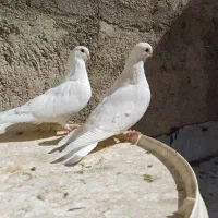 کفتر. نوک قنار|پرنده|تهران, شهرک امام خمینی|دیوار