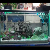 اکواریوم حرفه ای|ماهی|زنجان, |دیوار