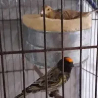 سره گلبسر دهن سره مست عربده کش