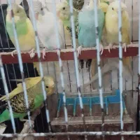 عروس هلندی ومرغ عشق|پرنده|گرگان, |دیوار