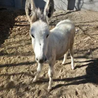 کره الاغ نر سفید|حیوانات مزرعه|درگزین, |دیوار