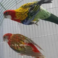 طوطی رزیلا شرقی