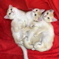 بریتیش شورت هیر و لانگ هیر