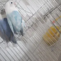 کوتوله.فنچ نرگسی.کوتوله جفت