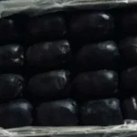 فروش عمده و خرده خرما