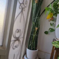 گل همراه با گلدان