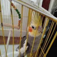 عروس هلندی نرسرحال