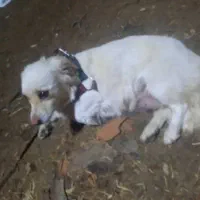 سگ پیدا شده|حیوانات|تهران, سبلان (لشگر)|دیوار