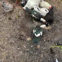 اردک اسراییلی تخم گذار جهت معاوضه با مرغ