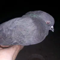 کفتر کبوتر|پرنده|یزد, |دیوار