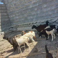 ۵ عدد قوچ با سه عدد بره ماده آبستن همه فروشی|حیوانات مزرعه|بندرعباس, |دیوار