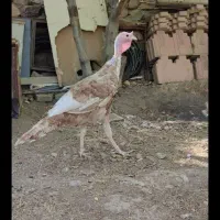 بوقلمون بوربون